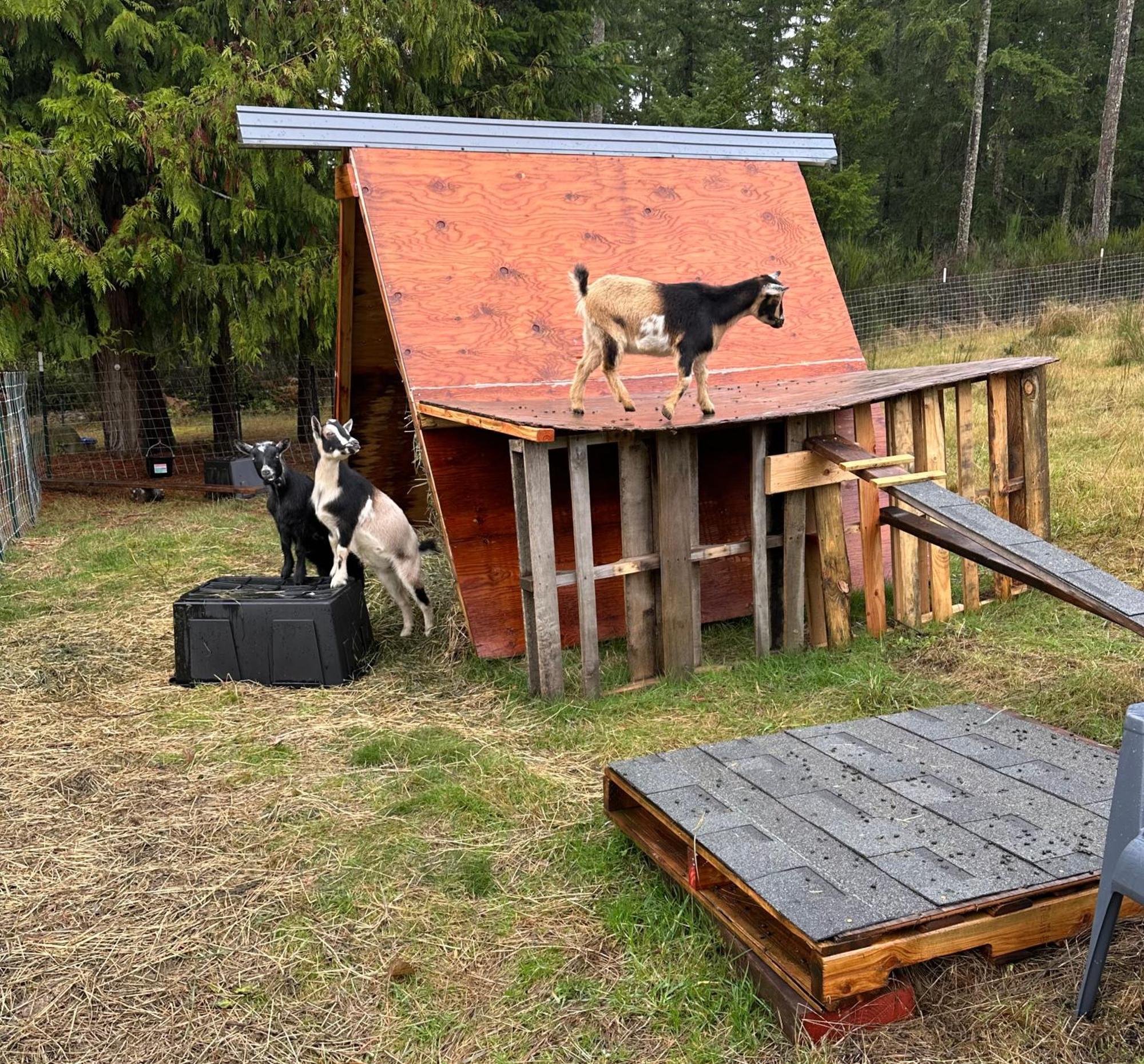 Hobby Farm With Goats And Views Of Horses Port Orchard